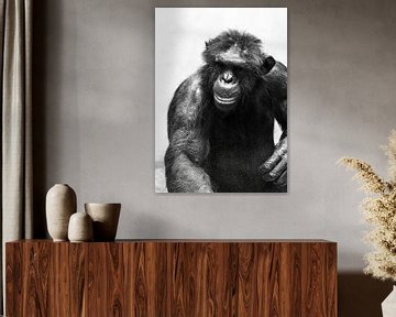 Portrait en noir et blanc d'un chimpanzé sur Dennis van de Water