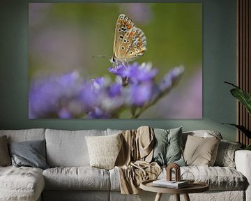 Butterfly in a sea of purple sur Lizet Wesselman