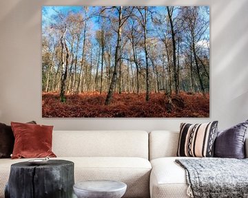 Witte berken in het Grebbebos in de herfst sur Dennis van de Water