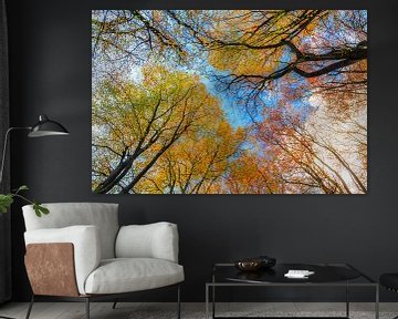 Kleurrijke herfst in het Speulderbos by Dennis van de Water