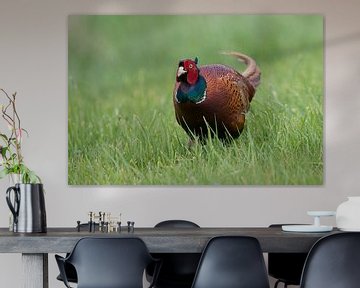 Ring-necked Pheasant ( Phasianus colchicus torquatus), male by wunderbare Erde