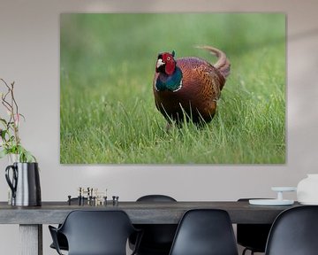 Ring-necked Pheasant ( Phasianus colchicus torquatus), male van wunderbare Erde