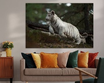 Royal Bengal Tiger ( Panthera tigris ), white morph, jumping through the scrub of a natural fores van wunderbare Erde