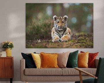 Royal Bengal Tiger ( Panthera tigris ), resting, frontal view