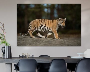 Royal Bengal Tiger ( Panthera tigris ), full body, side view van wunderbare Erde