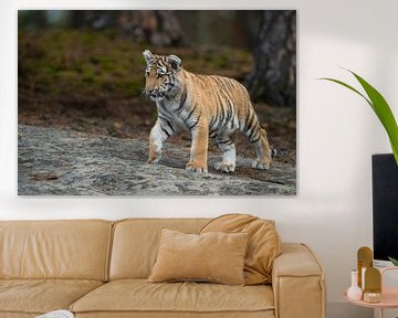 Royal Bengal Tiger ( Panthera tigris ), young animal van wunderbare Erde