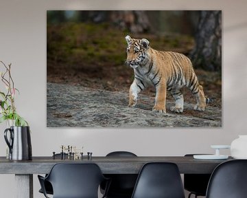 Royal Bengal Tiger ( Panthera tigris ), young animal van wunderbare Erde