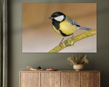 Great Tit ( Parus major ), typical garden bird van wunderbare Erde