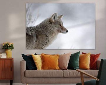Coyote ( Canis latrans ), in winter, light snowfall, headshot van wunderbare Erde