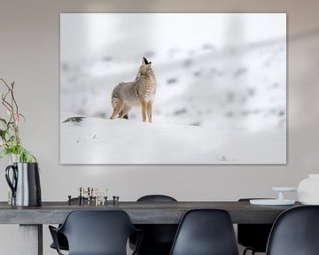 Howling Coyote ( Canis latrans ) in winter van wunderbare Erde