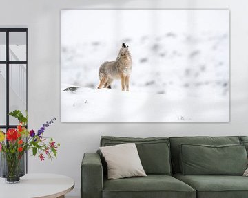 Heulender Kojote ( Canis latrans ) im Winter, bei leichtem Schneefall von wunderbare Erde