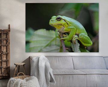 European Tree Frog ( Hyla arborea ), sitting in Blackberry bushes van wunderbare Erde