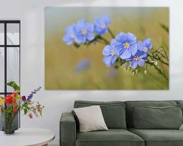 Blossoms of Austrian Flax ( Linum austriacum )