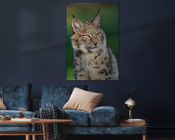 Head portrait of Eurasian Lynx ( Lynx lynx ) van wunderbare Erde