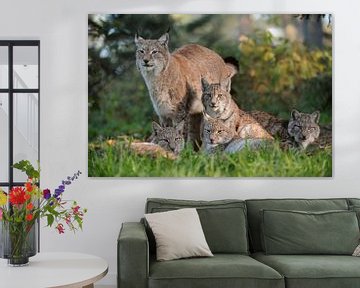 Euraziatische lynx ( Lynx lynx ), de hele familie... van wunderbare Erde