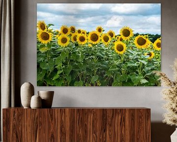 Sunflowers in France by Ineke Huizing