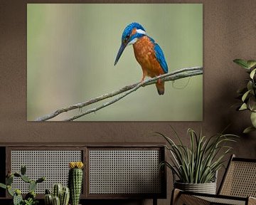 IJsvogel in concentratie by Kingfisher.photo - Corné van Oosterhout