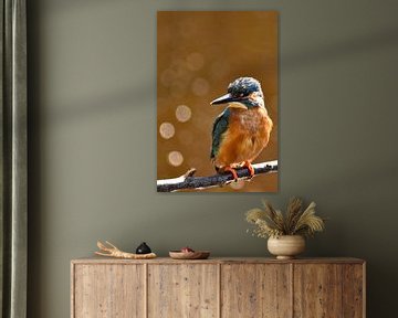 IJsvogel met oranje achtergrond en bokehbollen van Sascha van Dam