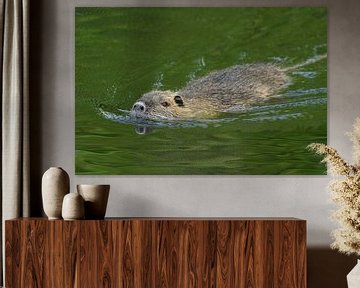 Coypu / River Rat ( Myocastor coypus ) swims in a hurry through nice green colored water van wunderbare Erde