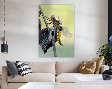 Broad bodied Chaser ( Libellula depressa ), close up, perched at a dry plant sur wunderbare Erde