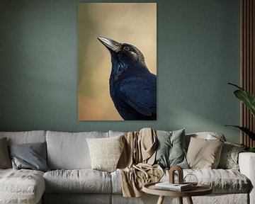 Rabenkrähe ( Corvus corone ), Portraitaufnahme von wunderbare Erde
