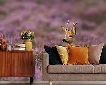 Roe Deer ( Capreolus capreolus ) in nice violett blooming heather by wunderbare Erde