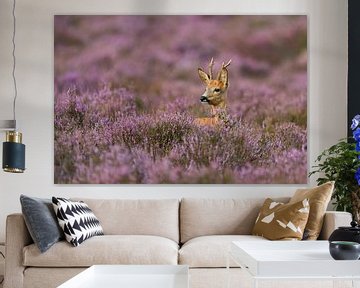 Roe Deer ( Capreolus capreolus ) in nice violett blooming heather