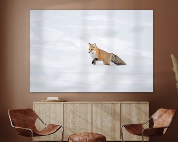 American Red Fox ( Vulpes vulpes fulva ) in winter, walking through deep snow