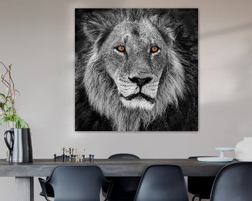 Portrait d'un lion en noir et blanc avec des yeux orange sur Chris Stenger
