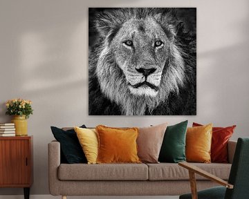 Portrait d'un lion en noir et blanc