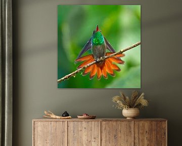 Rufous-tailed Hummingbird, Amazilia tzacatl by AGAMI Photo Agency