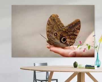 Uilvlinder (Caligo eurilochus) van Sara in t Veld Fotografie