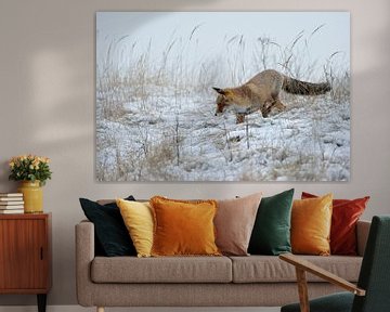 Red Fox ( Vulpes vulpes ) hunting in snow sur wunderbare Erde
