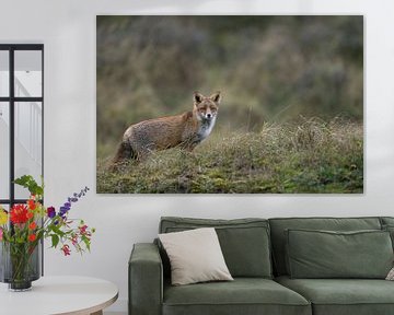 Red Fox ( Vulpes vulpes ) watching attentively