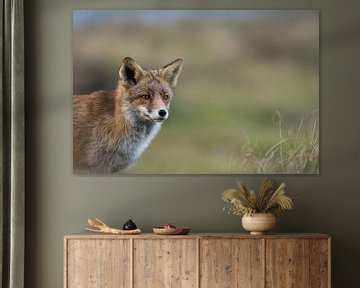 Red Fox ( Vulpes vulpes ), head portrait in front of a natural background van wunderbare Erde