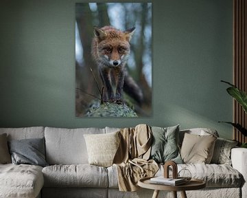 Red Fox ( Vulpes vulpes ), close-up, frontal view, walking over a tree trunk, curious, funny, taken 