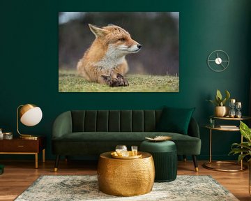 Red Fox ( Vulpes vulpes ) in rain, lying on the ground, setting back its ears