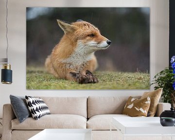 Red Fox ( Vulpes vulpes ) in rain, lying on the ground, setting back its ears van wunderbare Erde