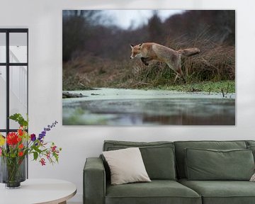 Red Fox ( Vulpes vulpes ), in action, jumping over a little creek in a swamp by wunderbare Erde