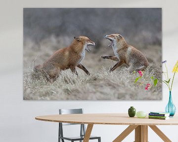 European Red Foxes ( Vulpes vulpes ) in agressive fight, baring teeth van wunderbare Erde