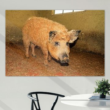 Wolvarken in de stal