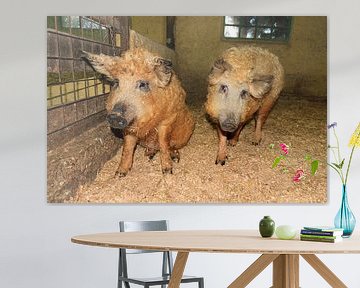 Twee Mangalitsa wolvarkens