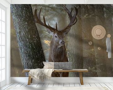 Edelhert (Cervus elaphus ), majestueus hert in het eerste ochtendlicht van wunderbare Erde
