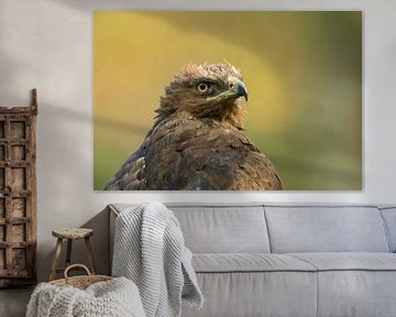 Lesser Spotted Eagle ( Aquila pomarina ), headshot van wunderbare Erde