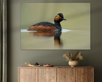 Black-necked Grebe ( Podiceps nigricollis ) in breeding dress