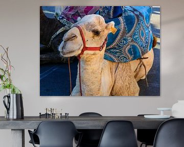 Moroccan camel
