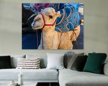 Moroccan camel van brava64 - Gabi Hampe