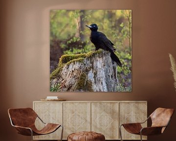 Black Woodpecker ( Dryocopus martius ) sitting on a stub of a tree van wunderbare Erde