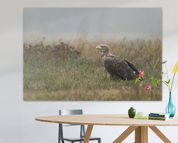 Seeadler ( Haliaeetus albicilla ), stattlicher Altvogel sitzt auf einer naturbelassenen Wiese von wunderbare Erde