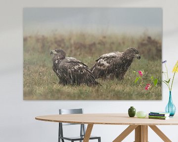 Seeadler ( Haliaeetus albicilla ), zwei Jungvögel sitzen zusammen auf einer Wiese von wunderbare Erde